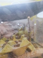 -神奇动物撸宠馆·羊驼·小浣熊·异宠(豫园店)