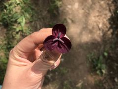 -抱龙峪