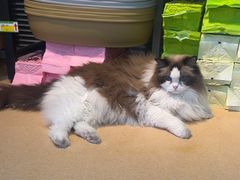 -小叮当动物医院·骨科·眼科