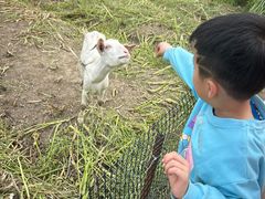 -小鱼草莓采摘园农家乐·小鱼餐厅