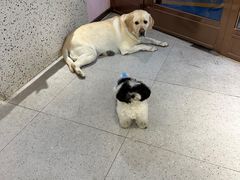 -FAELING PETS美天灵宠物(富力广场店)