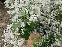 -鲁山国家森林公园