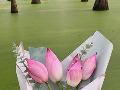 -渌洋湖湿地公园