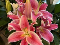 -北京老铺烤鸭(高新店)