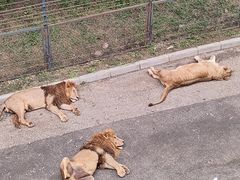 -大连森林动物园