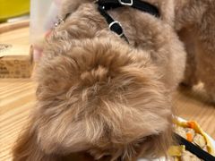 -帕帕拉兹宠物(亚洲旗舰店)