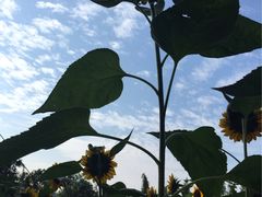 -艾溪湖湿地公园