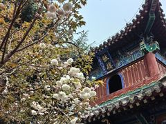 -洛阳白马寺