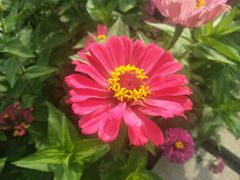 -莲花山花海