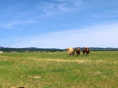 -敕勒川草原文化旅游区