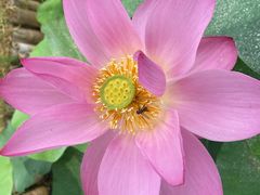 -泗洪洪泽湖湿地景区