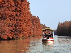 -上海海湾国家森林公园