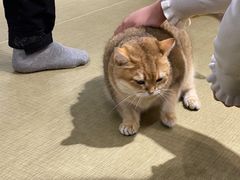 -逗柴咖啡屋·狗咖猫咖宠物桌游