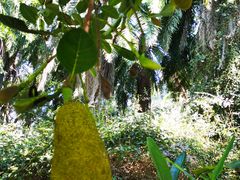 -中国科学院西双版纳热带植物园