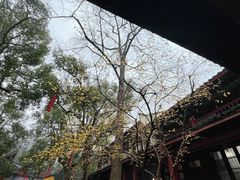 -灵隐飞来峰景区