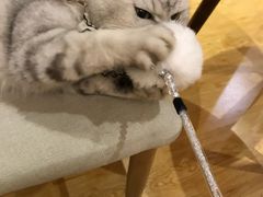 -万小咖.猫咖(中山路天虹店)
