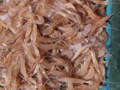 白米虾-芦潮港集贸市场