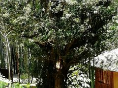 -祁门牯牛降观音堂风景区