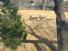 -大连森林动物园