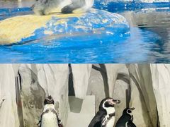 -太平洋海底世界