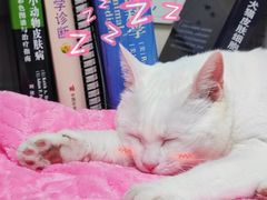 -芭比堂宠物医院·全科爱猫医院·仁德分院