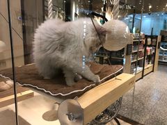 -momokira米努特·德文卷毛猫·棉花面纱犬