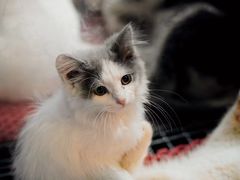 -怪兽屋·羊驼·猫咖·狗咖(俊华广场店)