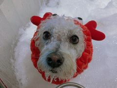 -PETKIT 小佩宠物·低压洗护·美容·寄养(安远店)