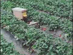 -昌平兴寿秀秀草莓采摘园