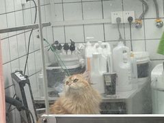 -唐小姐の猫狗洗护·购宠旗舰店(周浦万达店)