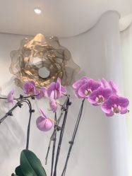 -YESIDO椰岛美容
