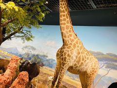 -陕西自然博物馆