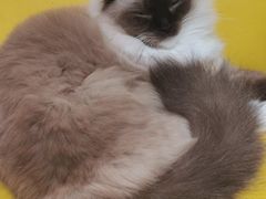 -猫在这儿猫咪咖啡馆·撸猫馆