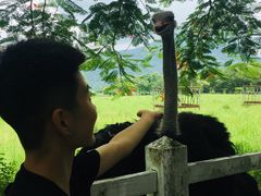 -瑞穗牧场