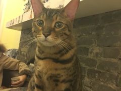 -猫色咖啡·猫咖
