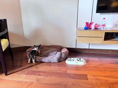 -上海崇明金茂凯悦酒店