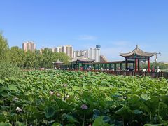 -莲花池公园