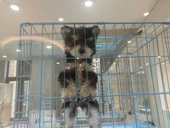 -南京宠物基地·宠物狗宠物猫售卖(南京店)