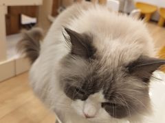 -有喵·猫咖·狗咖·30几只猫10只小狗(岗厦店)