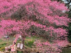 -中国茶叶博物馆(双峰馆区)