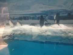 iphone_upload_pic-郑州海洋馆