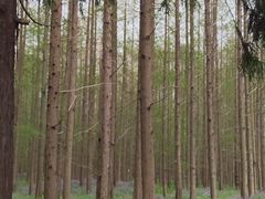 -东平国家森林公园
