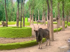 -北京野生动物园
