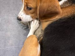 -有喵·猫咖·狗咖·40+猫狗有小奶狗(岗厦店)