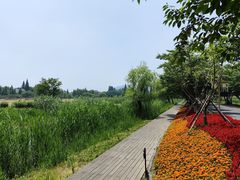 -长田漾湿地公园