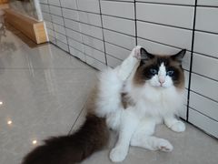 -Catmate·猫肥家润(金润铂宫店)