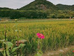 -八卦田遗址公园