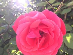 -东方削面(操场城街店)