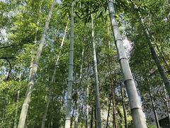 -杭州植物园