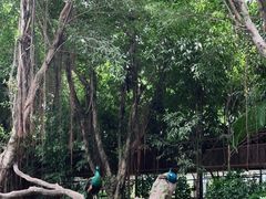 -广州长隆飞鸟乐园